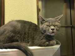 -more than meow吴止猫主题餐厅(承德 中船汇店)