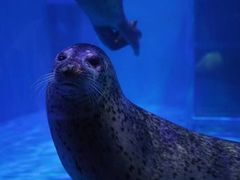 -海合安武汉极地海洋公园