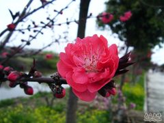 -南汇桃花村
