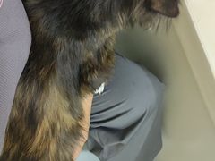 -佳怡动物医院·平价24小时·猫专科骨外科