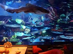 -迪拜帆船酒店海底餐厅