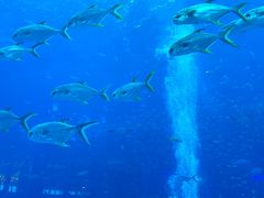 -亚特兰蒂斯•OSSIANO奥西亚诺海底餐厅