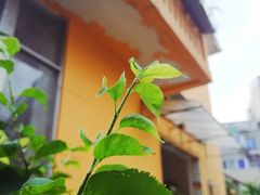 -吴家馄饨