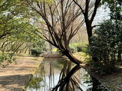 -上海共青森林公园