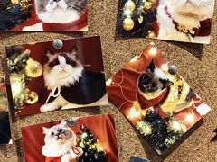 -滚猫咖啡·猫咖·猫友好撸猫(未来城店)