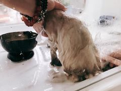 -十年猫舍·猫咪专门店(普陀店)