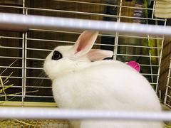 -藦茜花园宠物主题亲子互动体验馆(国顺东路店)