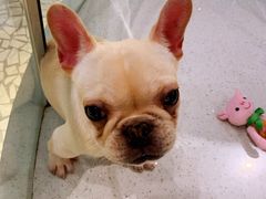-momokira米努特·德文卷毛猫·棉花面纱犬