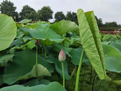 -武汉紫薇都市田园