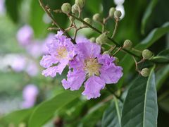 -星海音乐学院(沙河校区)