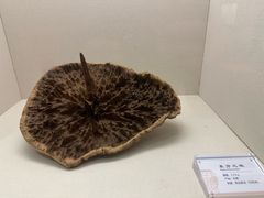 -香市公园-中国沉香文化博物馆