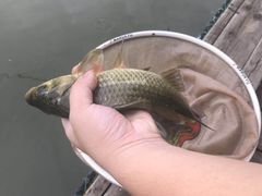 -酷鱼垂钓CLUB(朝阳区博大路店 )