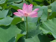 -荷塘月色湿地公园·向阳花洲