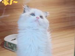 -猫十亿·布偶金渐层·曼基康矮脚猫舍(青年路店)
