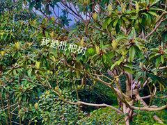 -东山风景区(洞庭东山)