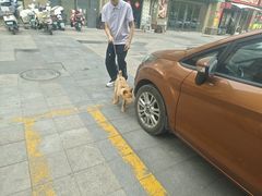 -心仪动物医院·牙专科·肿瘤·心脏科(西客站院)