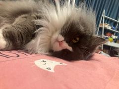 -萌兽医馆·宠物医院·猫骨科(创景店)