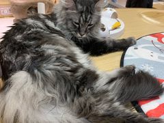 -猫和宫(六道口店)