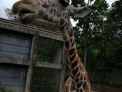 -清迈夜间动物园