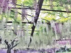 -嘉定紫藤园