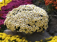 -菊花台公园