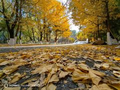 -长白岛森林公园