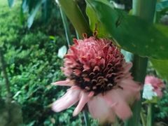 -中国科学院西双版纳热带植物园