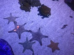 -暹罗海洋世界