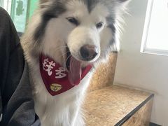 -Husky Go! 哈士奇体验馆·宠物咖啡厅狗咖