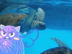 -海合安成都极地海洋公园