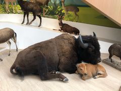 -陕西自然博物馆