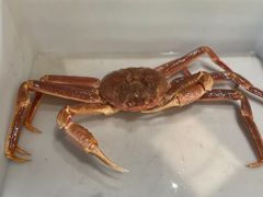 -蟹后Crabber(水悦城店)