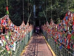 -西双版纳原始森林公园