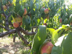 -万源龙顺度假庄园生态观光园