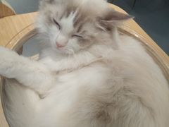 -飞行喵MR PILOT|猫舍·猫咖(静安大融城店)