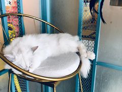 -喵屿·大理花园猫咖