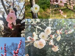 -梅花山(明孝陵内)