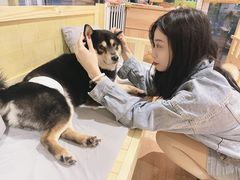 -南京Hallo宠物乐园·哈罗犬舍·柴犬繁育基地