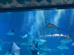 -烟台海昌鲸鲨海洋公园