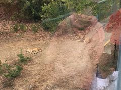 -深圳野生动物园