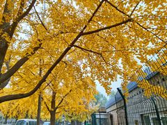 -三里屯东五街银杏大道