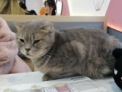 -喵园·猫主题咖啡厅·撸猫·猫咖(国贸店)