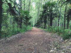 -合肥滨湖国家森林公园