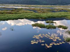 -腾冲北海湿地