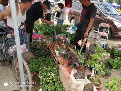 -中环花鸟鱼虫市场