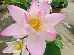 -莲花池公园