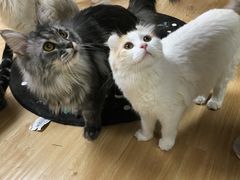 -猫和宫(六道口店)