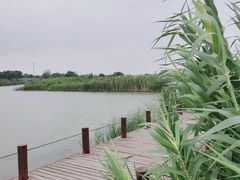 -西京湾花海