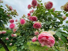 -都江堰玫瑰花溪谷