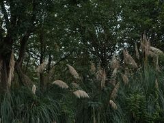 -白鹭湾湿地公园